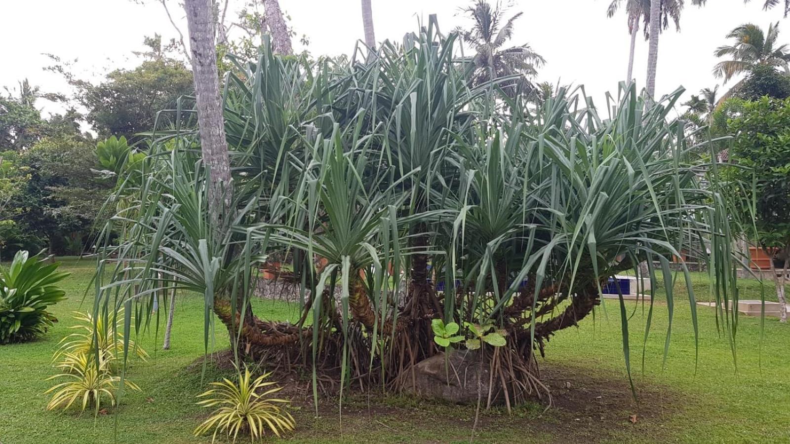 Avalon Village Resort Induruwa Exteriér fotografie